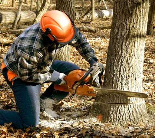 Tree Removal in Leonard, MI